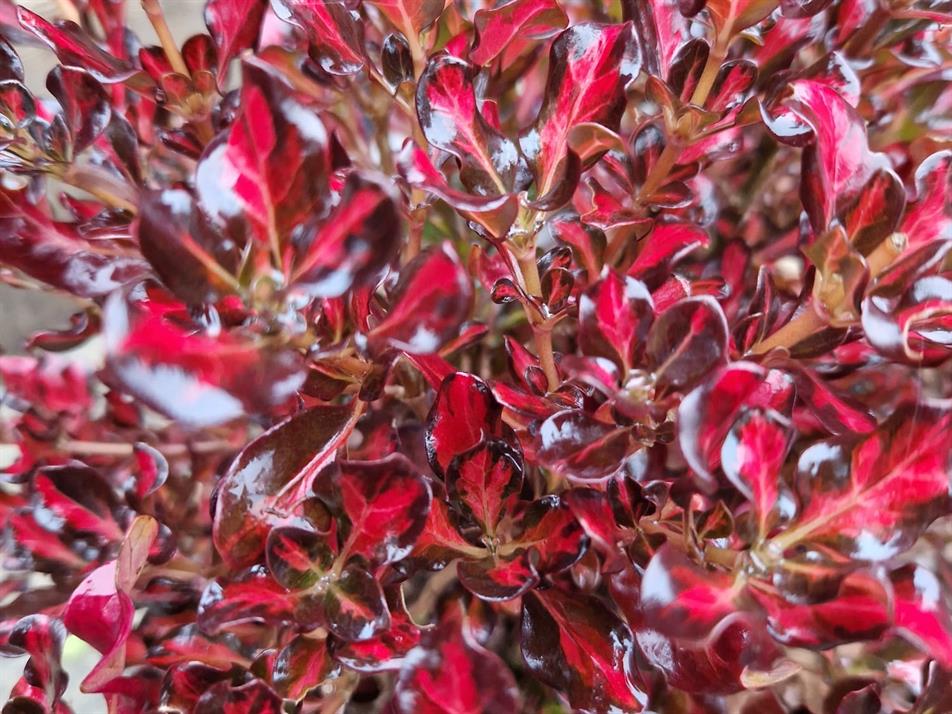 Coprosma 'Northern Lights'